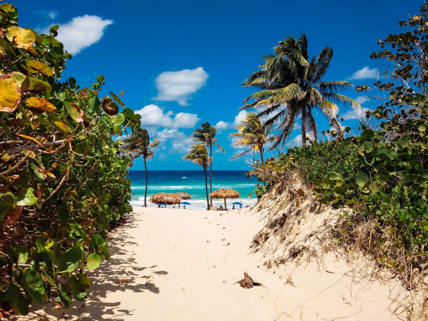 Turquoise water meeting a sandy tropical beach